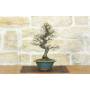 1 - Bonsai di Olmo Parvifolia "Seiju" (96)