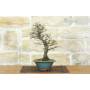 2 - Bonsai di Olmo Parvifolia "Seiju" (96)