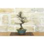 3 - Bonsai di Olmo Parvifolia "Seiju" (96)