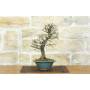 4 - Bonsai di Olmo Parvifolia "Seiju" (96)