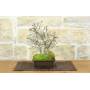 3 - Korean Hornbeam Bonsai (12)