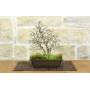 4 - Korean Hornbeam Bonsai (12)