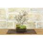 5 - Korean Hornbeam Bonsai (12)