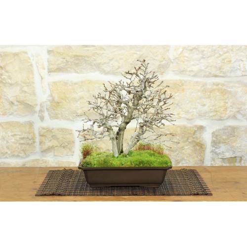 Koreanische Hainbuche Bonsai (12)