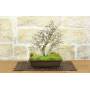 Korean Hornbeam Bonsai (12)