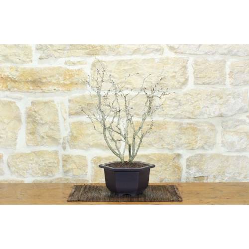 1 - Bonsai di Ciliegio Giapponese Kojo-no-mai in vaso esagonale in plastica nera