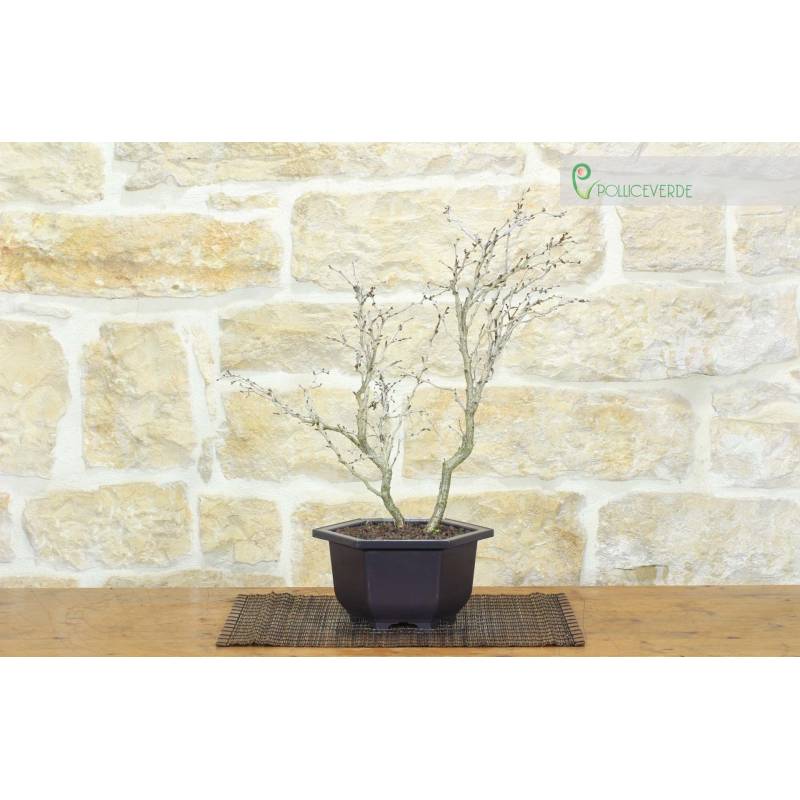 drachenbaum hawaiian sunshine pflege Hawaiianischer Sonnen-Drachenbaum (Dracaena Deremensis Hawaiian Sunshi