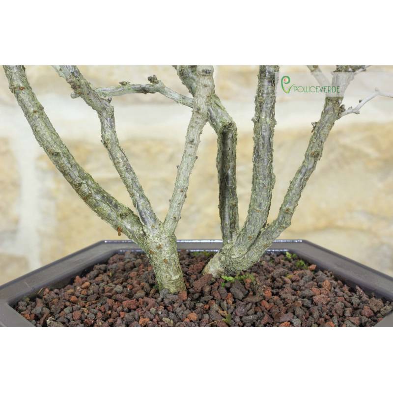 Japanischer Kojo-no-mai-Kirsch-Bonsai in einem schwarzen sechseckigen  Kunststofftopf | 45,00  | Pollice Verde
