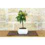 1 - Bonsai di Kumquat in vaso quadro bianco