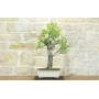 1 - Bonsai di Mandorlo (25)