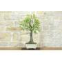 2 - Bonsai di Mandorlo (25)