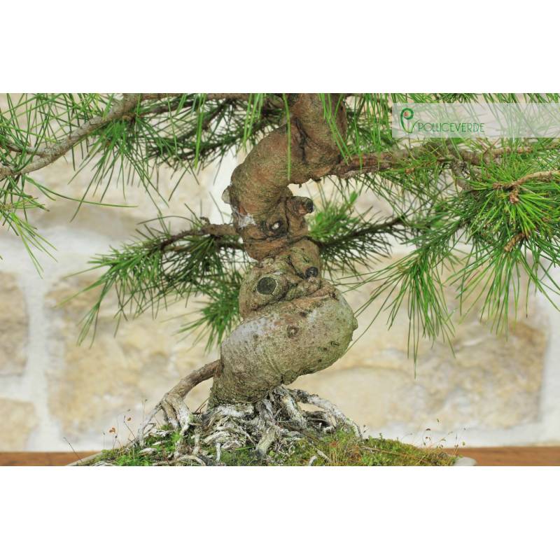 Bonsai di Pino d'Aleppo (15) | 160,00  | Pollice Verde