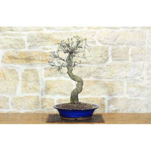 1 - Bonsai di Prugnolo (34)