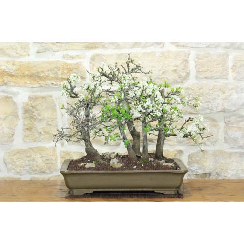 1 - Boschetto di Prugnolo (35)