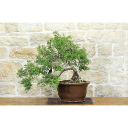 Bonsai di Ginepro Fenicio (24)