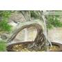Phönizischer Wacholder-Bonsai (24)