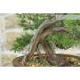 Bonsai di Ginepro Fenicio (24)