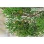 Bonsai di Ginepro Fenicio (24)