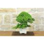 3 - Juniperus procumbens Bonsai (18)