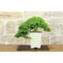 4 - Juniperus procumbens Bonsai (18)
