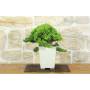 5 - Bonsai di Ginepro Procumbens (18)