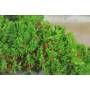 7 - Bonsai di Ginepro Procumbens (18)