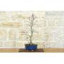 4 - Palmen-Ahorn Deshojo Bonsai (74)