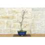 5 - Palmen-Ahorn Deshojo Bonsai (74)