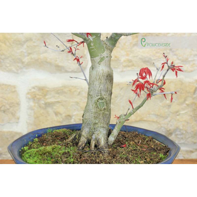 Palmen-Ahorn Deshojo Bonsai (74) | 920,00  | Pollice Verde