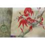 7 - Palmen-Ahorn Deshojo Bonsai (74)