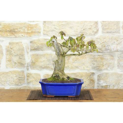 2 - Lantana-Bonsai (36)