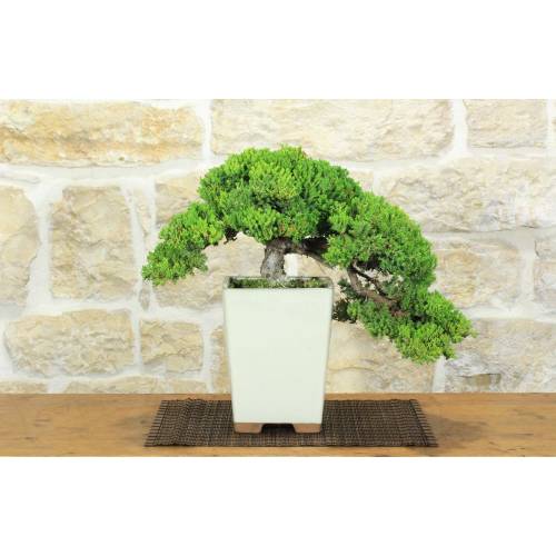 Juniperus procumbens Bonsai (18)