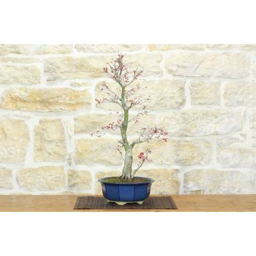 Bonsai di Acero Palmato Deshojo (74)