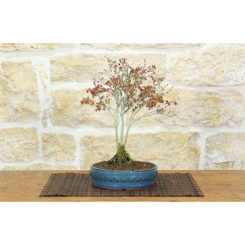 1 - Bonsai Ahorn Palmatum Kiyohime (27)