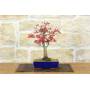 1 - Bonsai di Acero Palmato Deshojo (79)