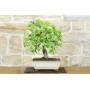 3 - Bonsai di Ciliegio Selvatico (176)