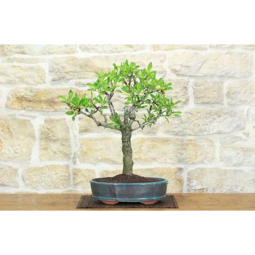 1 - Bonsai di Mandorlo (26)