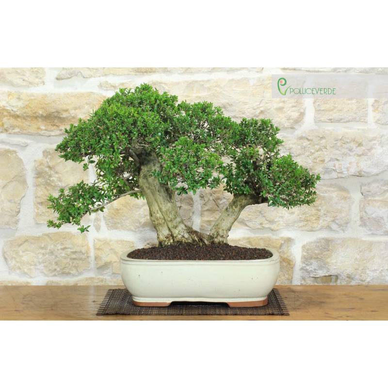 schnell wachsender bambus samen Seedeo® Großer Dornenbambus (Bambusa arundinacea) 60 Samen main image 1