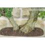 5 - Bonsai di Mirto Tarentina (64)