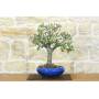 1 - Bonsai di Prugnolo (36)