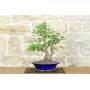 1 - Hawthorn Bonsai (34)