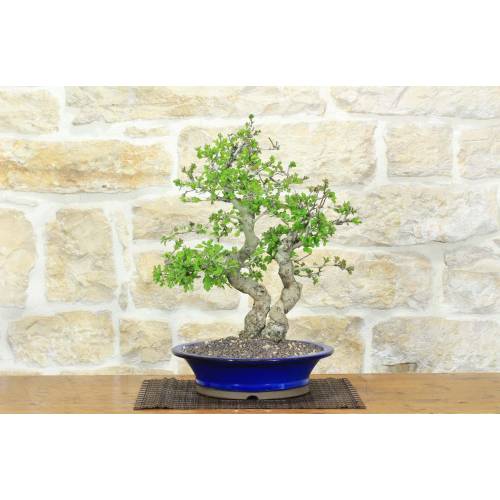 1 - Weißdorn-Bonsai (34)