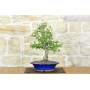2 - Hawthorn Bonsai (34)