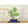 3 - Hawthorn Bonsai (34)