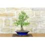 4 - Hawthorn Bonsai (34)