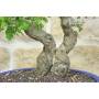 5 - Hawthorn Bonsai (34)