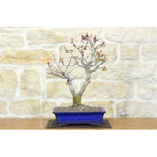 1 - Bonsai di Cercis - Albero di Giuda (74)