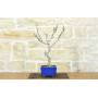 1 - Bonsai di Glicine Giapponese (25).