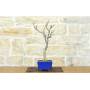 2 - Bonsai di Glicine Giapponese (25).