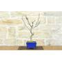 3 - Bonsai di Glicine Giapponese (25).